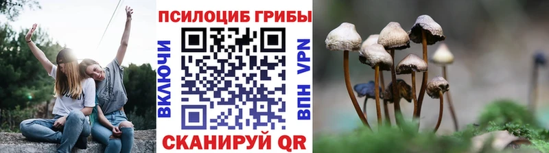 Псилоцибиновые грибы мицелий  хочу наркоту  Горно-Алтайск 