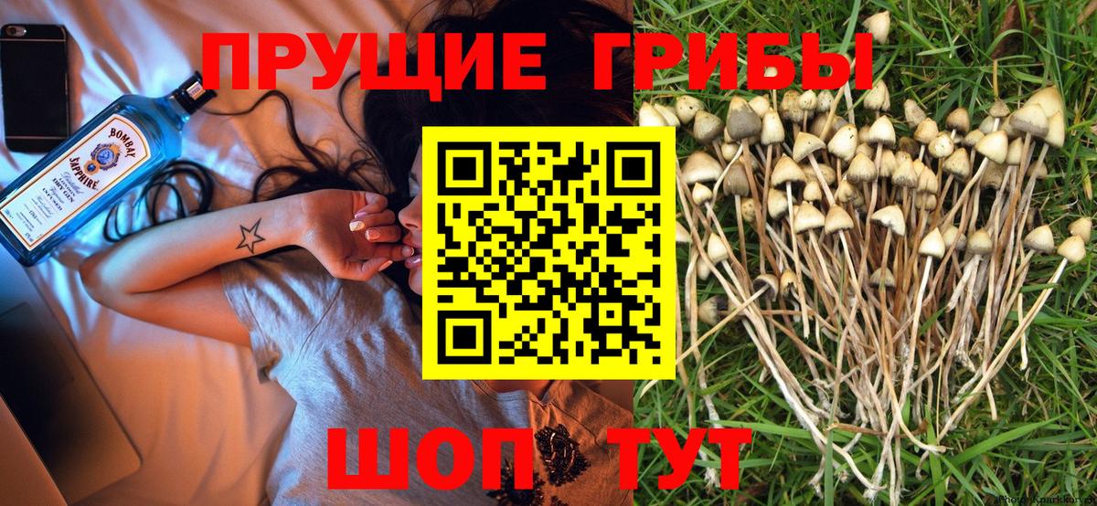 Галлюциногенные грибы Psilocybe Горно-Алтайск